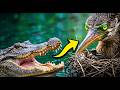 Is This The Most Adaptable Bird? | Anhinga: The Snake Bird’s Life Cycle