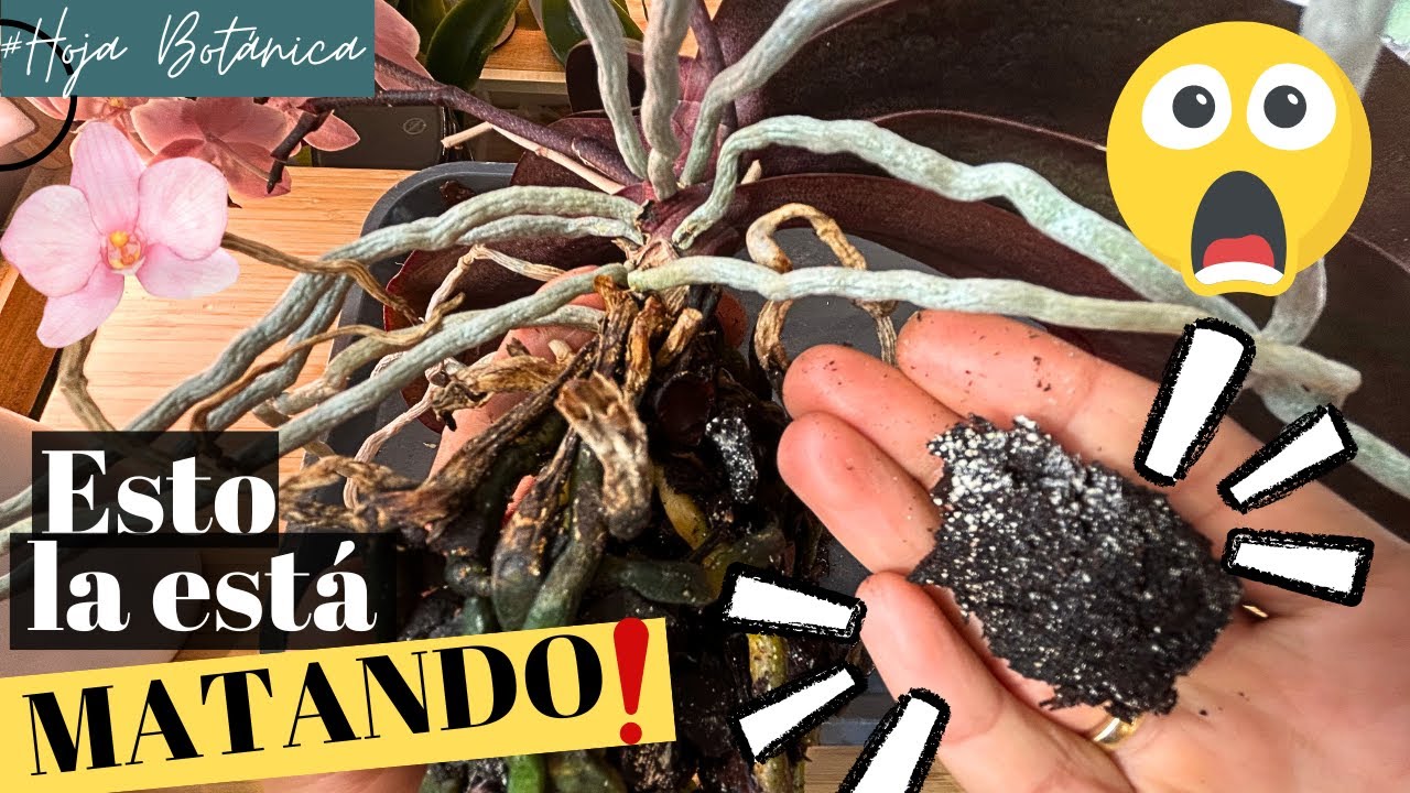 🚨 ¡El ERROR oculto que está pudriendo tus orquídeas! 🌱❌