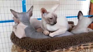 Разные породы кошек! Выставка кошек! Мейн-кун Сфинкс и другие! Olga Pets! Разные породы кошек! Выставка кошек! Мейн-кун Сфинкс и другие! Olga Pets!
