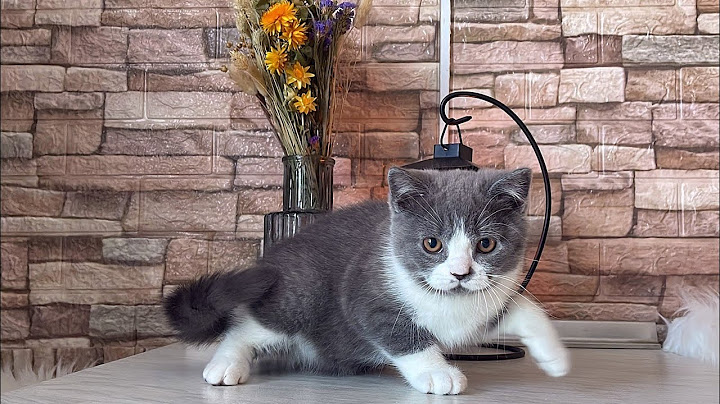 Video 3120601: british shorthair bicolor kitten, british shorthair blue kitten, cute british shorthair kitten, funny british shorthair kittens, shorthair kittens born