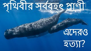Beauty of the Whales | তিমির সৌন্দর্য | Blue Whale | Orca | Humpback Whale | Beluga Whale|....