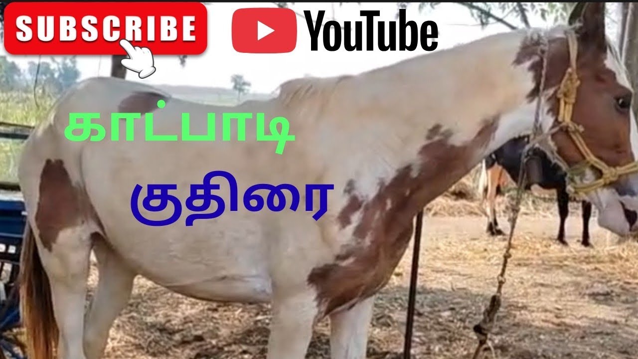 காட்பாடி குதிரை, கெச்சப்காளை. திருவேங்கடம் சங்குபட்டி. 