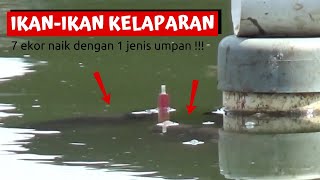 Download Lagu MANCING GURAME ‼️Strike 7 ekor dengan 1 jenis umpan MP3