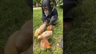 Look at this monkey just chilling with the baby ducks 🥲🥲 #animals #cute #cuteanimals #monkey #duck