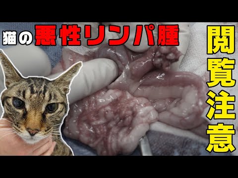 猫の腸管腫瘤② 消化器型リンパ腫