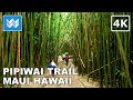 Nature Hiking - Pipiwai Trail (Bamboo Forest) in Kipahulu, Maui Hawaii - Relaxing Walk 【4K】