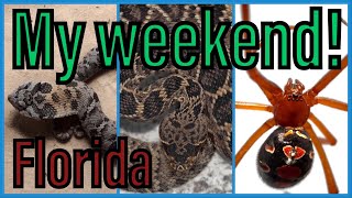 Hognose snake, Diamondback Rattlesnake and a Red Widow Spider.