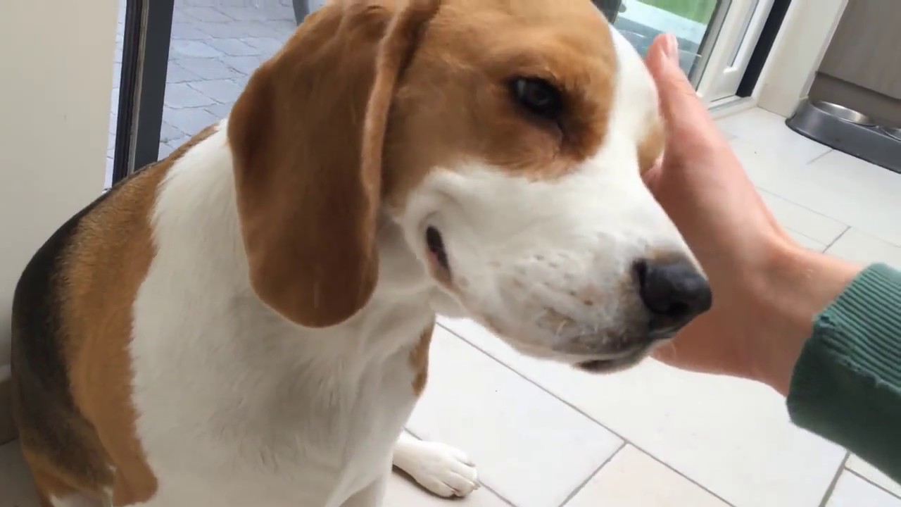 Funny Dog Vines with Louie The Beagle #2