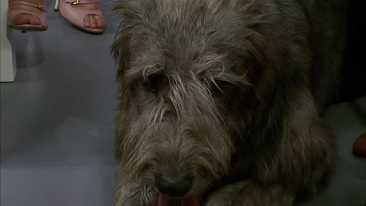 #Hogar @swalvor Conoce todo del LOBERO IRLANDÉS-EL PERRO MÁS GRANDE DEL MUNDO