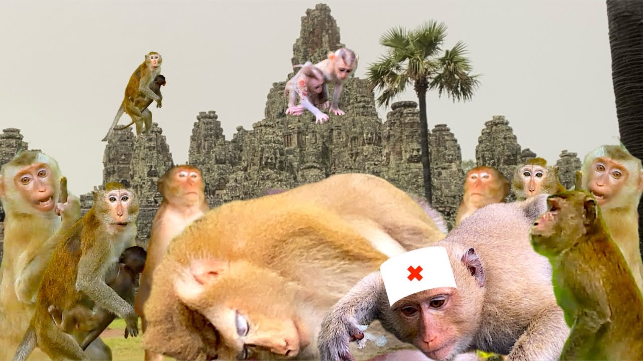 Where are monkey Princess Rainbow and her mom Rose? How are they fine or..?