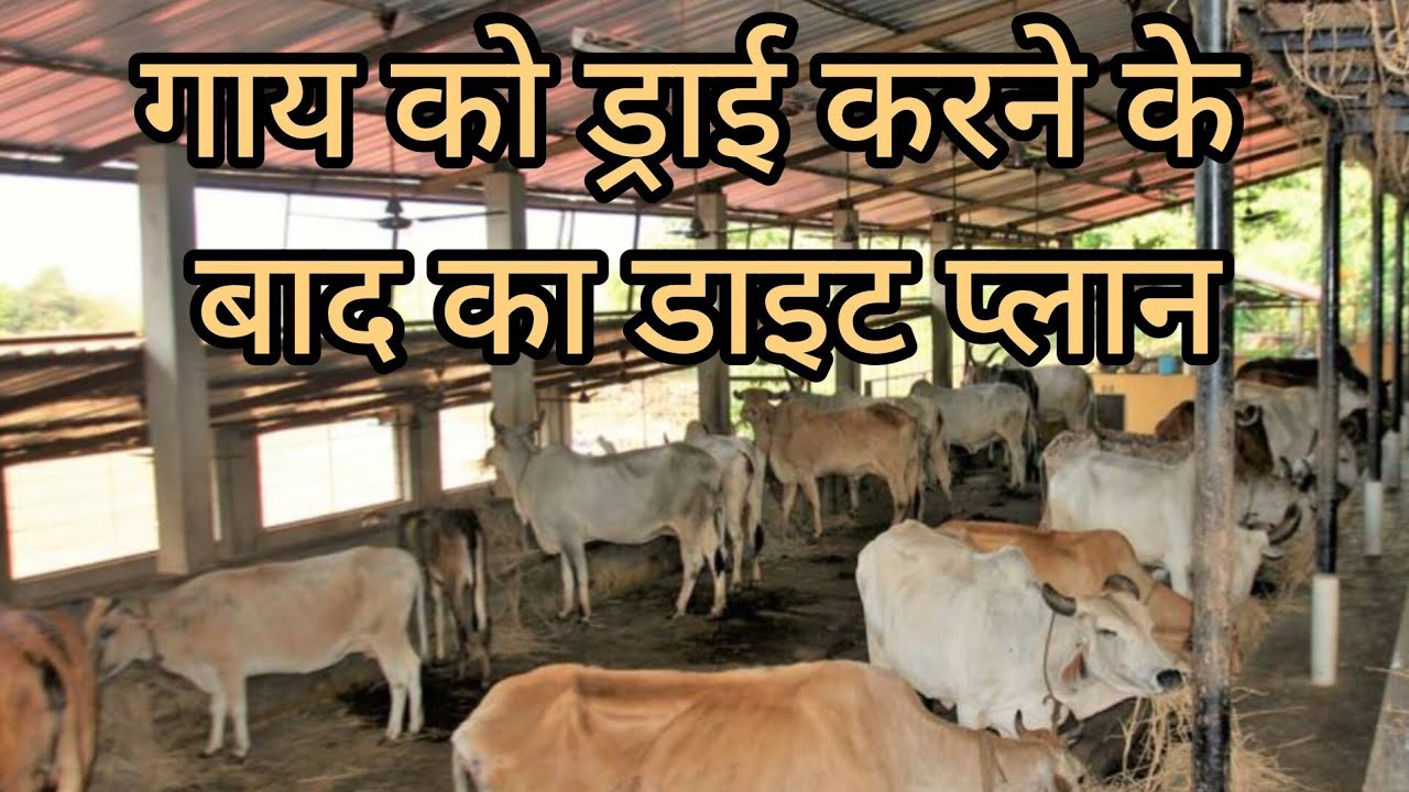 Rakesh bisht dairy farmer is live - YouTube