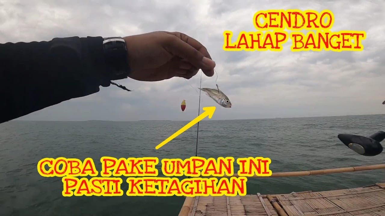 Umpan Jitu Mancing Cendro di Bagan Pertamina. Pemancing Bagan Biasa Menggunakan Ikan ini Untuk Umpan