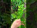 curry leaves 🍃 harvesting #horticulture  #amazingnature #shorts #viral #ytshorts #youtubeshorts