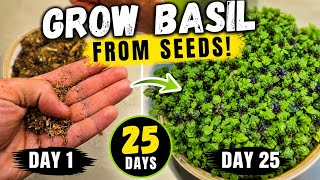 Grow Your Own Basil From Seeds in 25 Days 