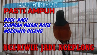 PANCINGAN PASTI AMPUH❗ Murai Ngeriwik Pasti Terpancing Menjadi Ngeplong