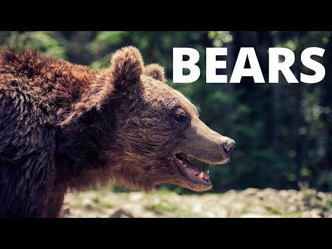 Bear World vs. Grizzly &amp; Wolf Discovery Center