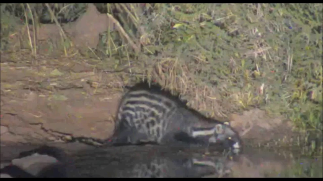 Pete's Pond : A very thirsty African Civet visit's the pond at 2:50 AM on March30, 2017