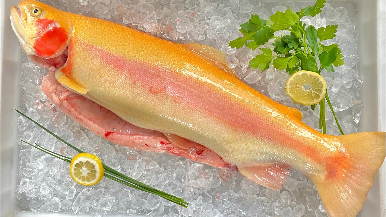 Große Lachsforellen bis 5kg abgeholt und goldforellen sortiert