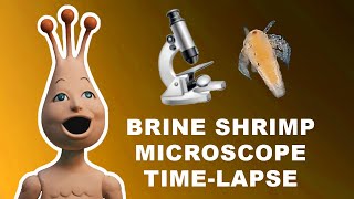 Putting Brine Shrimp Under The Microscope