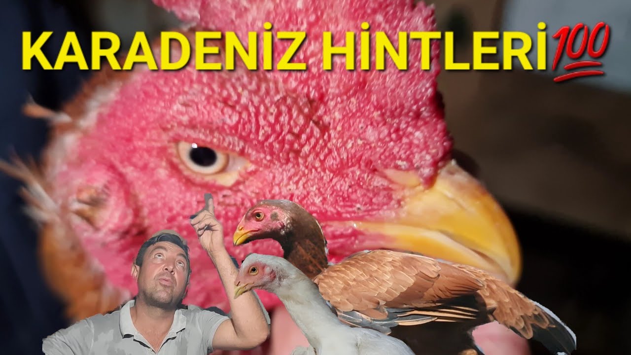 KARADENİZ DAĞLARINDAKİ DAMAR HİNT HOROZLARI(ACIMASIZ HOROZLAR)#assel#onurluyasam #yerlihinthorozu