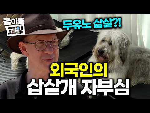 "삽살개 알아요? 삽살개?!" 진돗개보다 삽살개를 더 좋아하고 사랑하는 영국 남자의 삽살개 자부심ㅋㅋㅋ #몰아볼교양