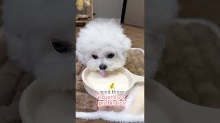 The Complete Guide to Dog Care Second Edition #animals #foryou #fyp #science #puppy