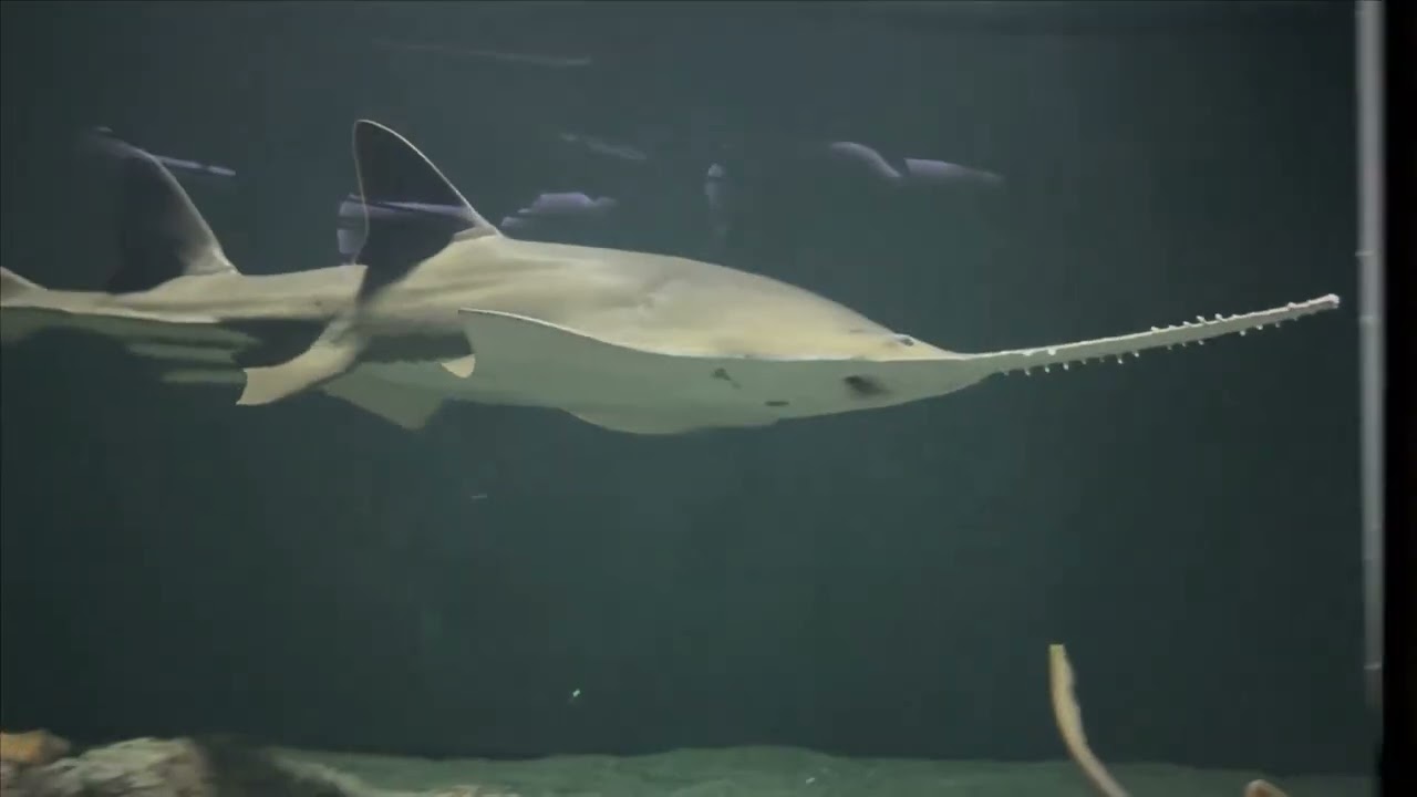 Sawfish at the National Aquarium