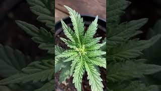 Autos week 8 ish 🇬🇧
