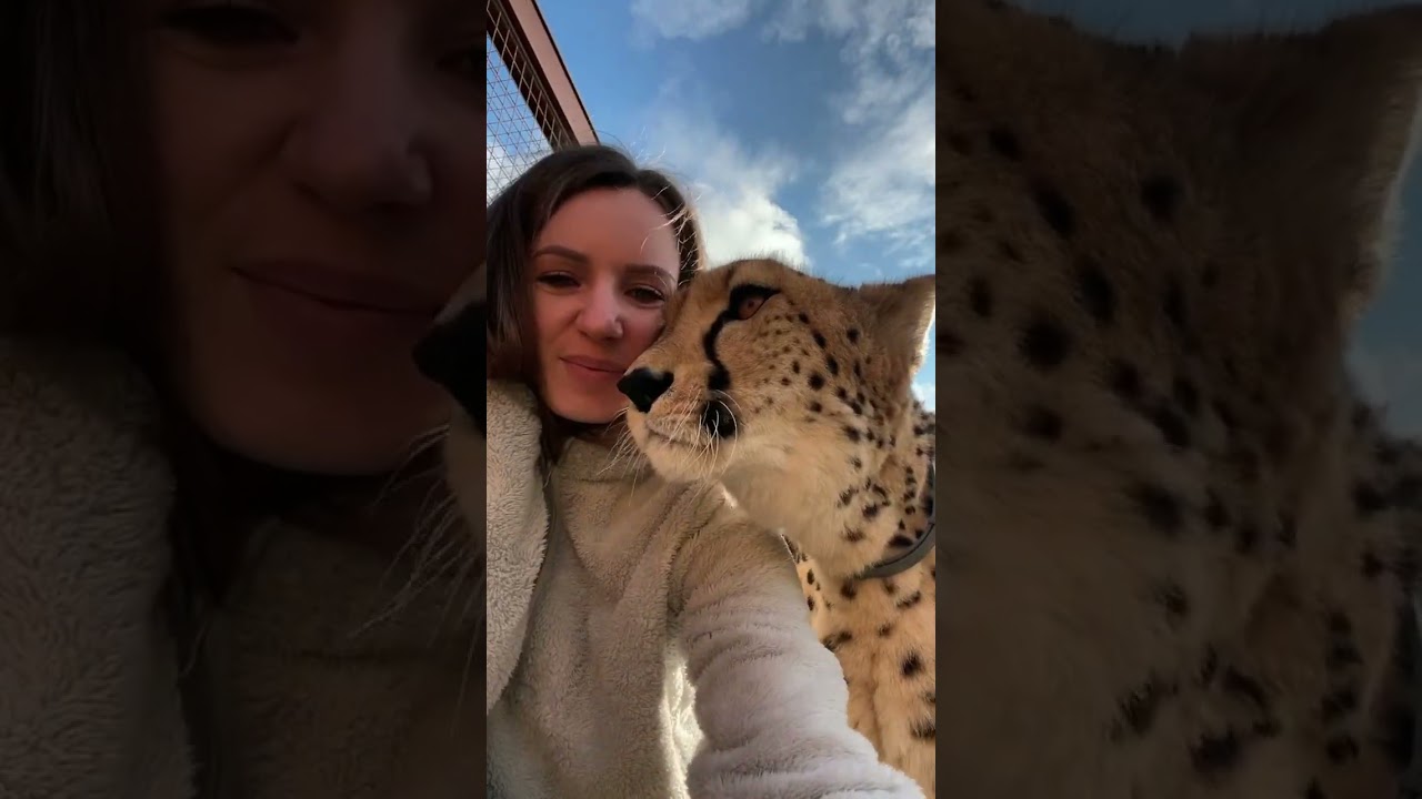 Gerda cheetah 🥰