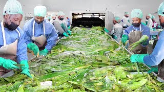 How to Harvest and Process Tons of Fresh Aloe Vera - Harvesting and Process