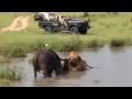 Selatí Males kill buffalo cow.  Singita sands
