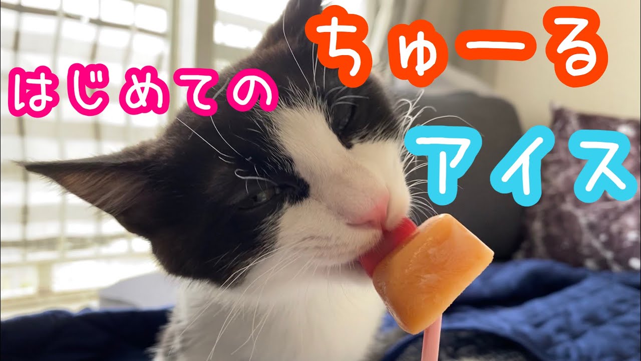 ちゅーるアイスの作り方 チャオチュール Youtube