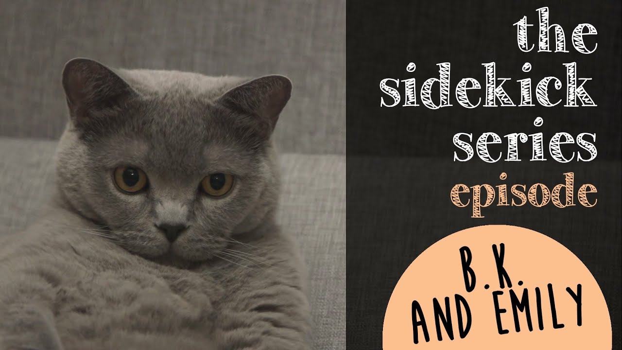 British Shorthair 1 Year - 81021+ Nama Untuk Kucing Comel, Lucu dan Unik
