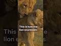 شیر عشق شیرهای نر چگونه به جفت خود محبت نشان می دهند 