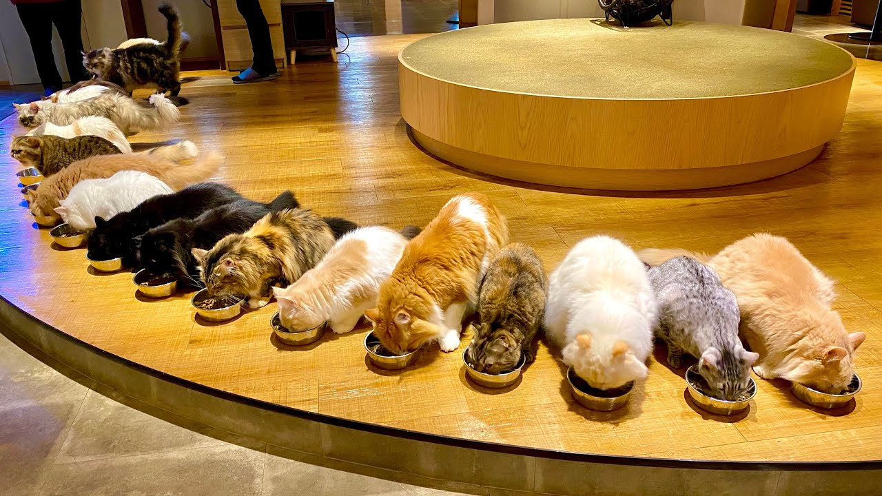 4K The Largest Cat Cafe In Japan Relaxing With 34 Cats In Tokyo 4K The Largest Cat Cafe In Japan Relaxing With 34 Cats In Tokyo