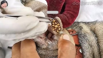 Easy and Safety Way To Remove All Big Ticks and Small Ticks From Poor Dog In Village @FamilyKun