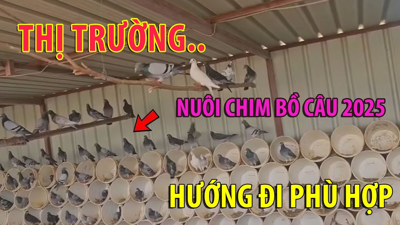 THỊ TRƯỜNG CHIM BỒ CÂU 2025.. HƯỚNG ĐI NÀO PHÙ HỢP..? LÀM CHUỒNG TRẠI NUÔI CHIM BỒ CÂU CHI PHÍ THẤP
