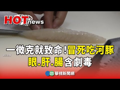 一微克就致命！冒死吃河豚 眼.肝.腸含劇毒｜華視新聞 20231126