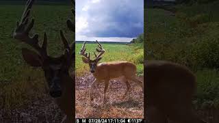 WAIT FOR IT! #deer #giant #huntclubtv Profile