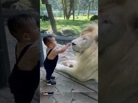 baby lion