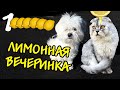 УРА! НАС МИЛЛИОН | КОШАЧЬЯ ВЕЧЕРИНКА