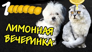 УРА! НАС МИЛЛИОН | КОШАЧЬЯ ВЕЧЕРИНКА