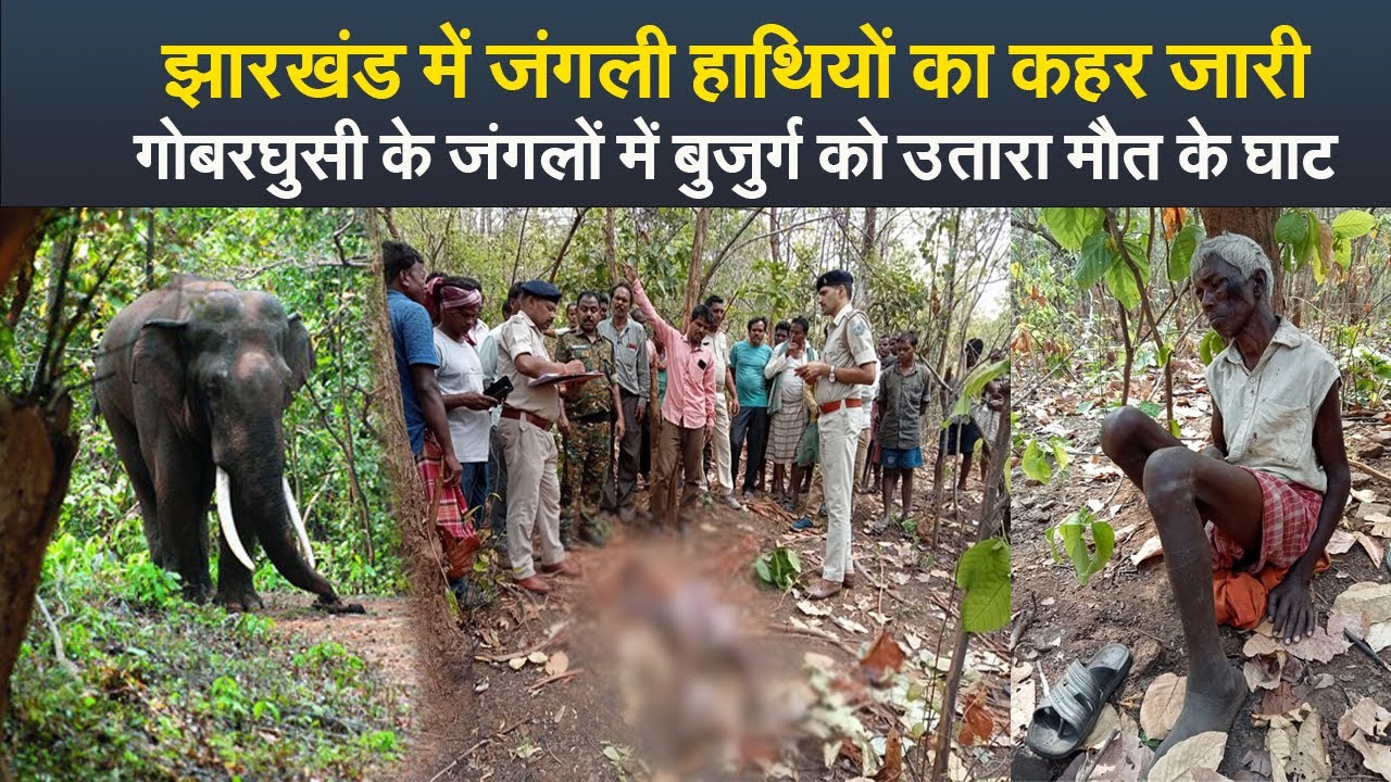 झारखंड में जंगली हाथियों का कहर जारी, गोबरघुसी के जंगलों में बुजुर्ग को उतारा मौत के घाट
