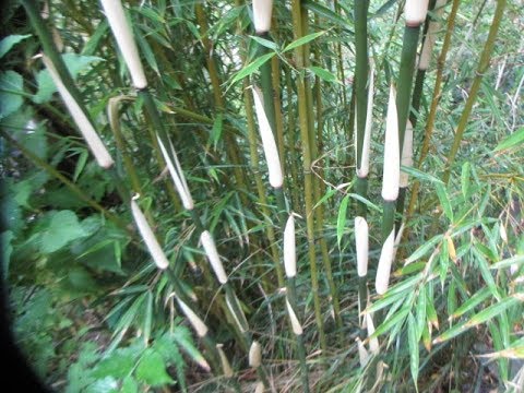 Video: Puoi coltivare bambù in Canada?