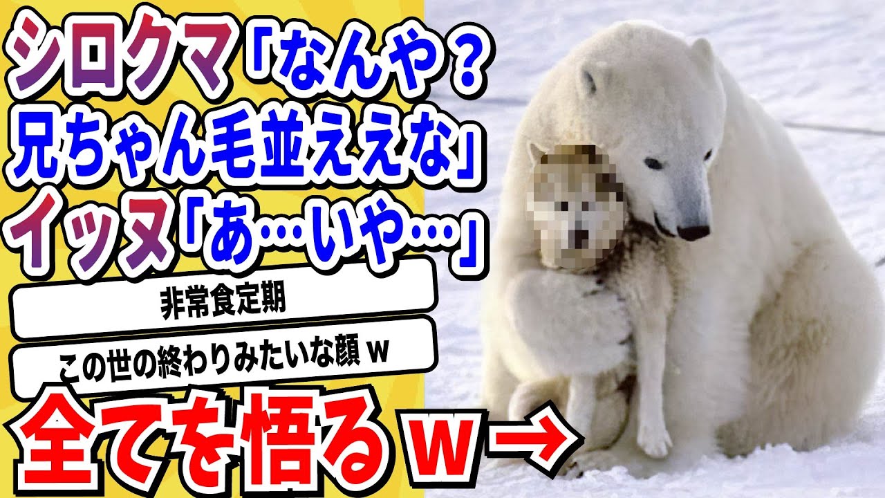 【2ch動物スレ】シロクマに絡まれてしまったイッヌさん、全てを悟ったとんでもない表情になるwwwww【なんj/にちゃん 面白いスレ】