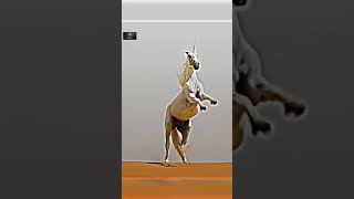 Desert unicorn ♥️ #bollywood #movie #viral #hollywood