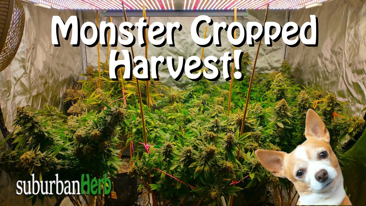 Harvest Day for our Monster Cropped clones. Viparspectra ks3000 multi-plant grow started.