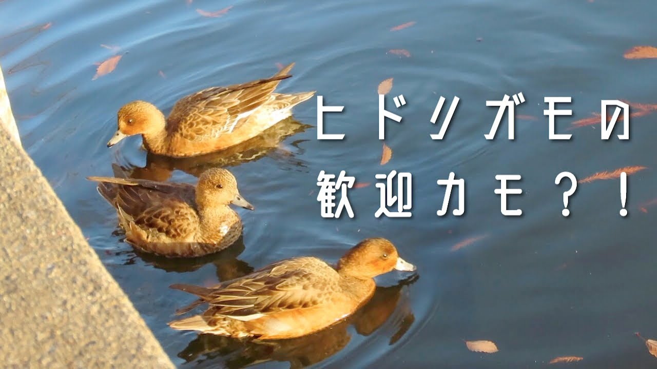 ヒドリガモのメスが近くに来てくれた！Eurasian Wigeon 