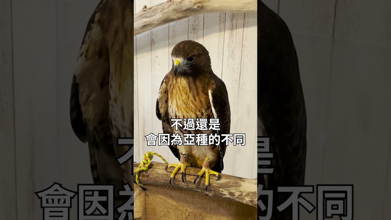 紅尾鵟Red-tailed hawk |【週四猛禽小百科】| 波氏家族popofamily - YouTube