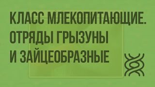 Класс млекопитающие. Отряды Грызуны и Зайцеобразные. Видеоурок по биологии 7 класс